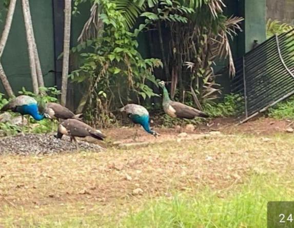 בית מלון כפרי Blue Bell