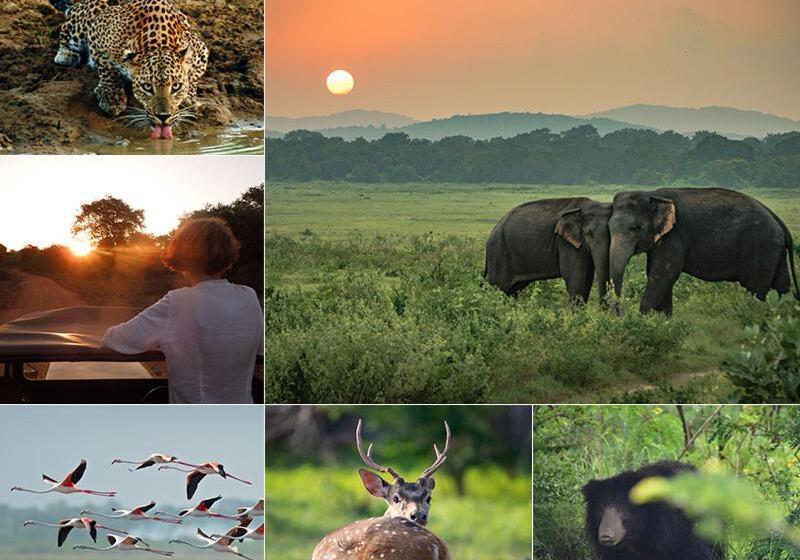 Отель The Grand Villa