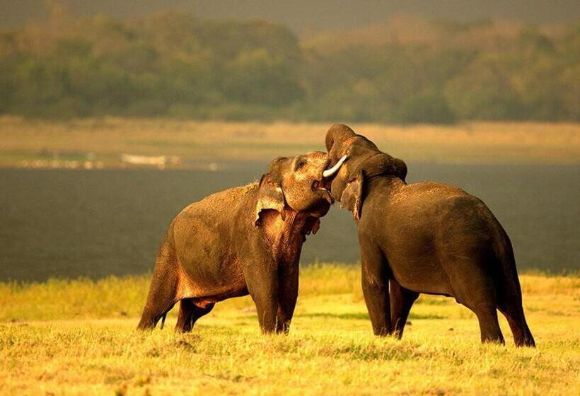 Отель The Grand Villa