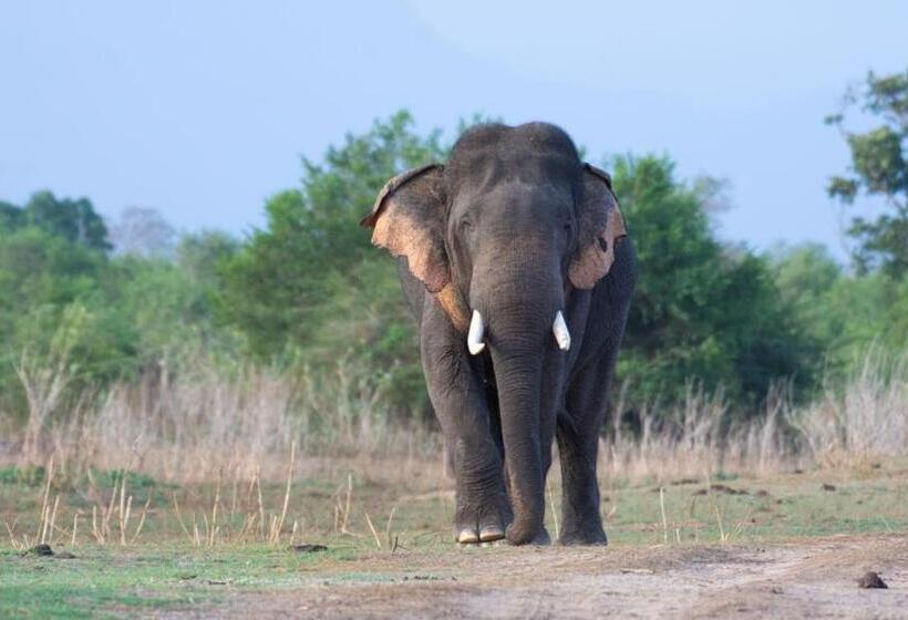 Отель The Grand Villa