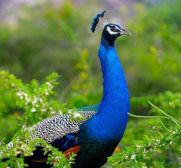 Отель The Grand Villa