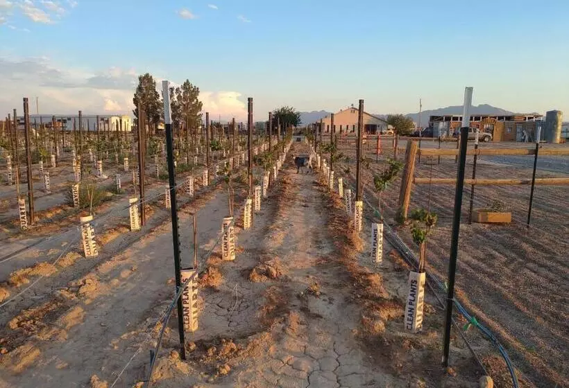 Majatalo Black Star Ranch Vineyard