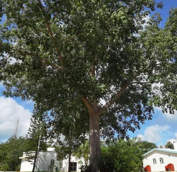 Valparaíso Selva Maya