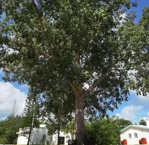 Valparaíso Selva Maya