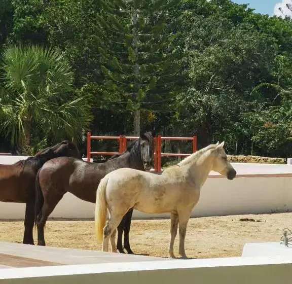 Valparaíso Selva Maya