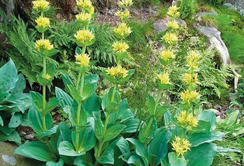 ホテル Thüringenschanze