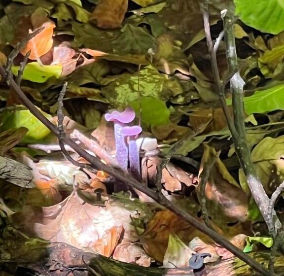 ユースホステル 7rooms