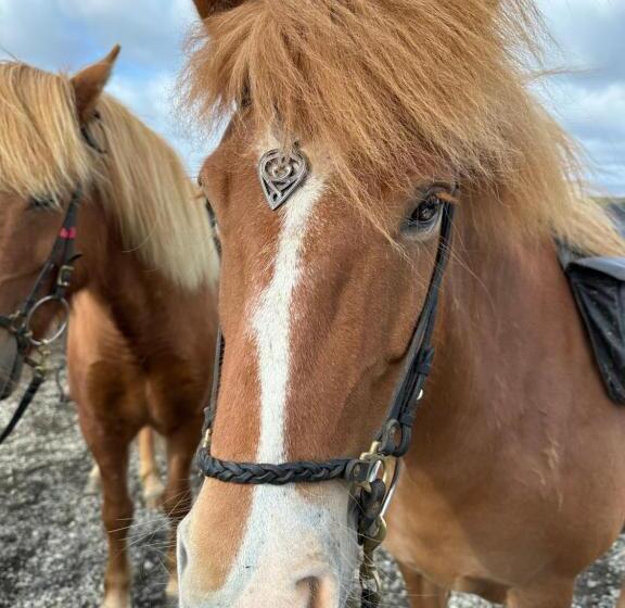 تختخواب و صبحانه Selið Farm Stay Guesthouse