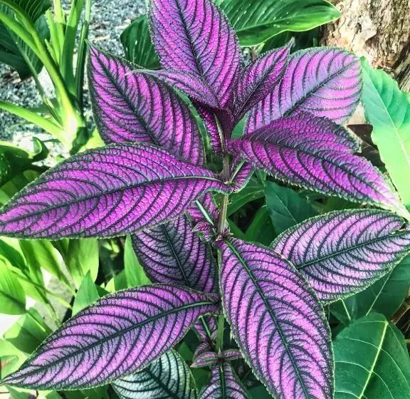 Hotelli Brahman Bungalows On Pavones Point