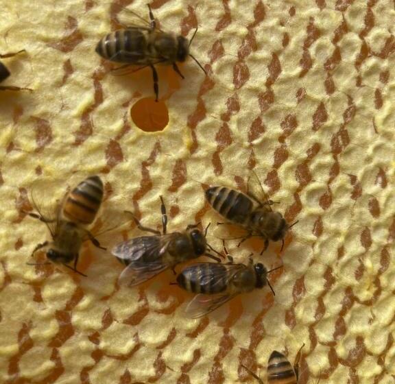 Bed and Breakfast La Ruche