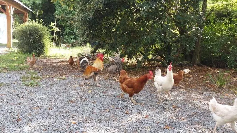 Majatalo Studio Duplex à Savenay