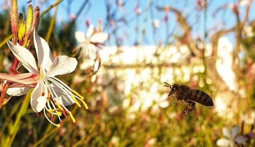 B&b Il Giardino Ritrovato