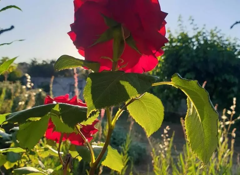 B&b Il Giardino Ritrovato