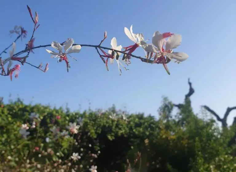 B&b Il Giardino Ritrovato