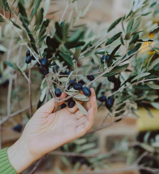 ベッドアンドブレックファースト Pratelli6