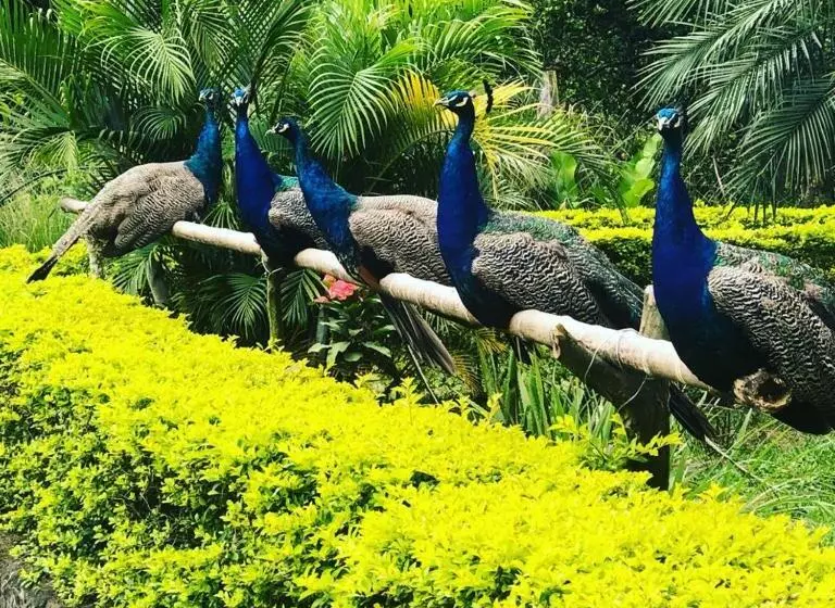 ホテル La Santísima   La Mesa Eco Finca