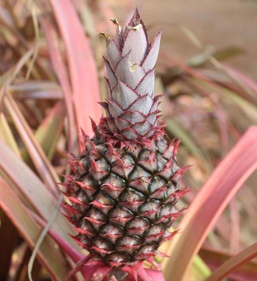 Resort A Latent Farm Stay