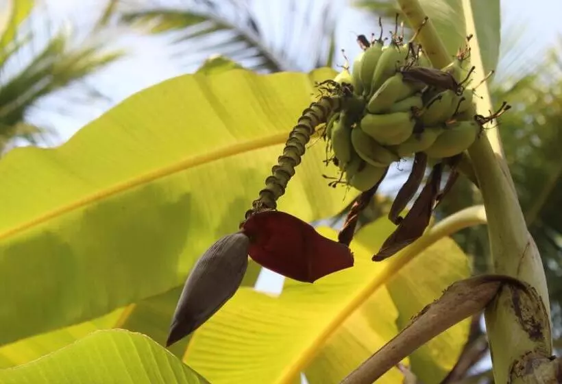 Lomakeskus A Latent Farm Stay