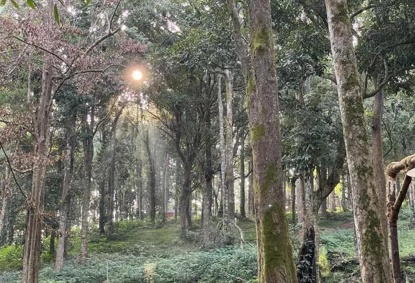 900 Woods Wayanad Eco Resort   A Sprawling Jungle Stay Near Glass Bridge