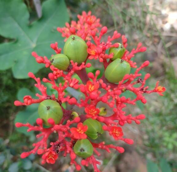 بنسيون Suítes Brotas City