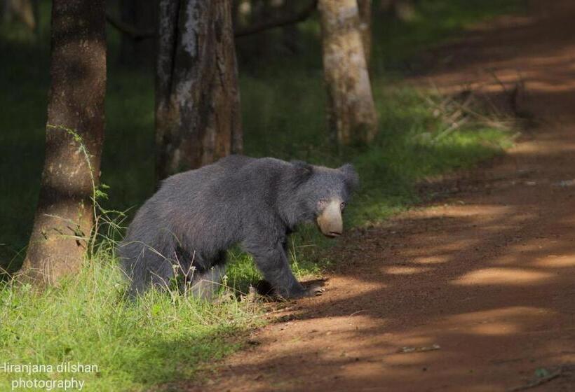 酒店 Willpattu Wild Watch