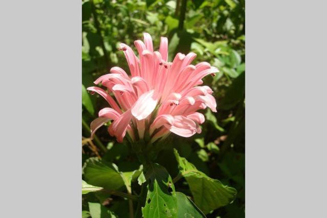 پانسیون Hospedaria Lar Sagrado Arco íris