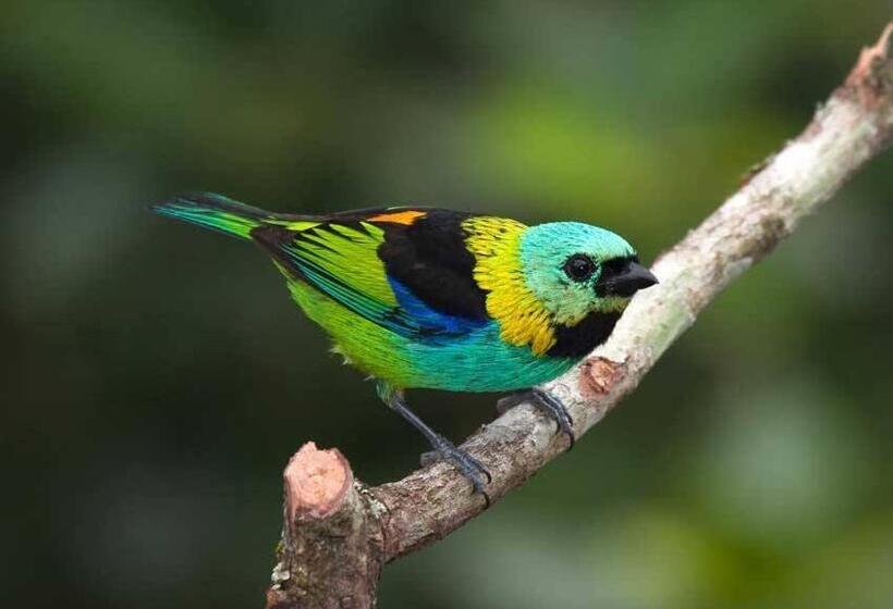 پانسیون Hospedaria Lar Sagrado Arco íris