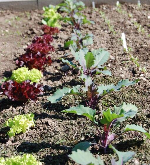 בית מלון כפרי Gasthof Martinihof