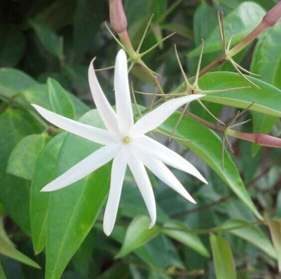 酒店 Jasmine Garden Inn