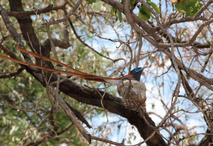 酒店 Marula Cottage Guest Lodge