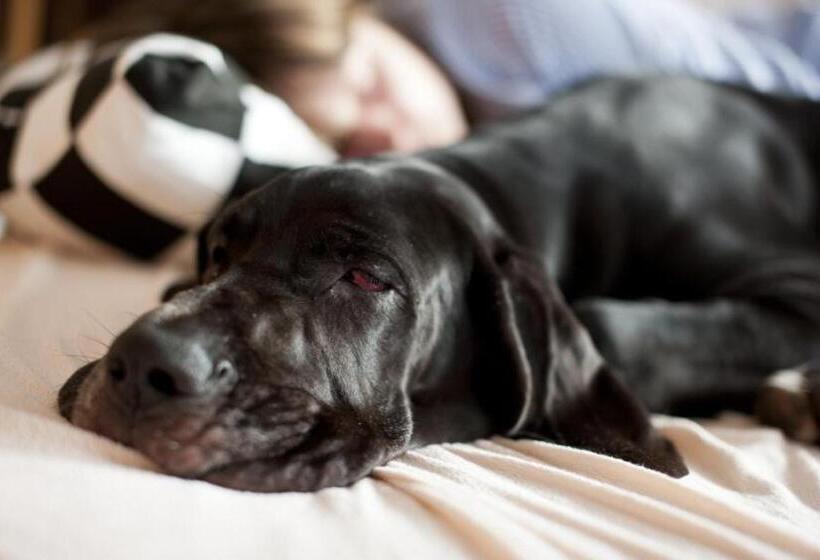 בית מלון כפרי Pensjonat Pod Jemiołą