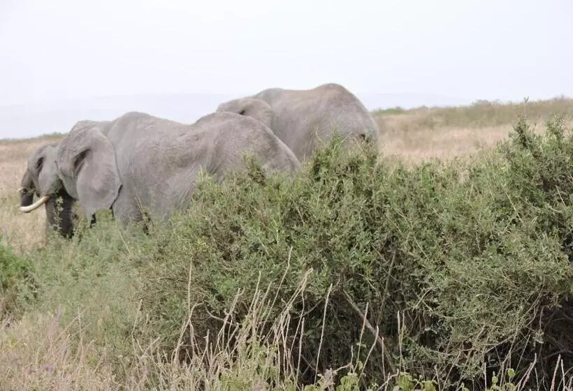 ホテル Upendo Safari Lodge