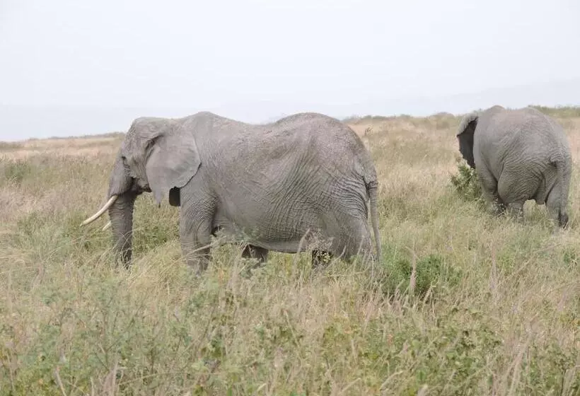 ホテル Upendo Safari Lodge