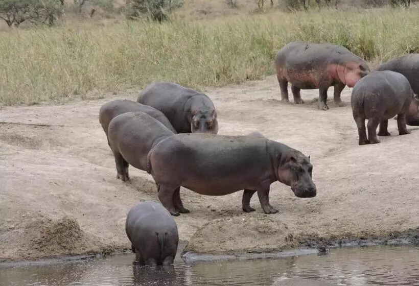 ホテル Upendo Safari Lodge