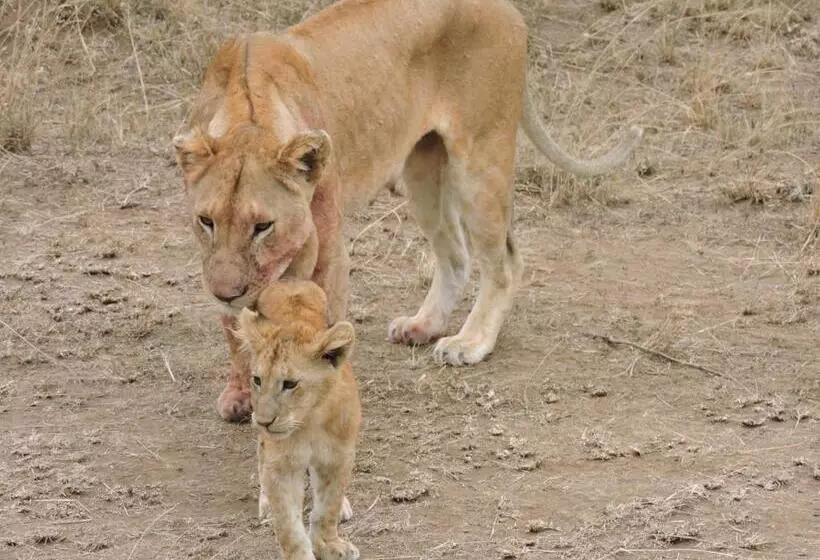 ホテル Upendo Safari Lodge