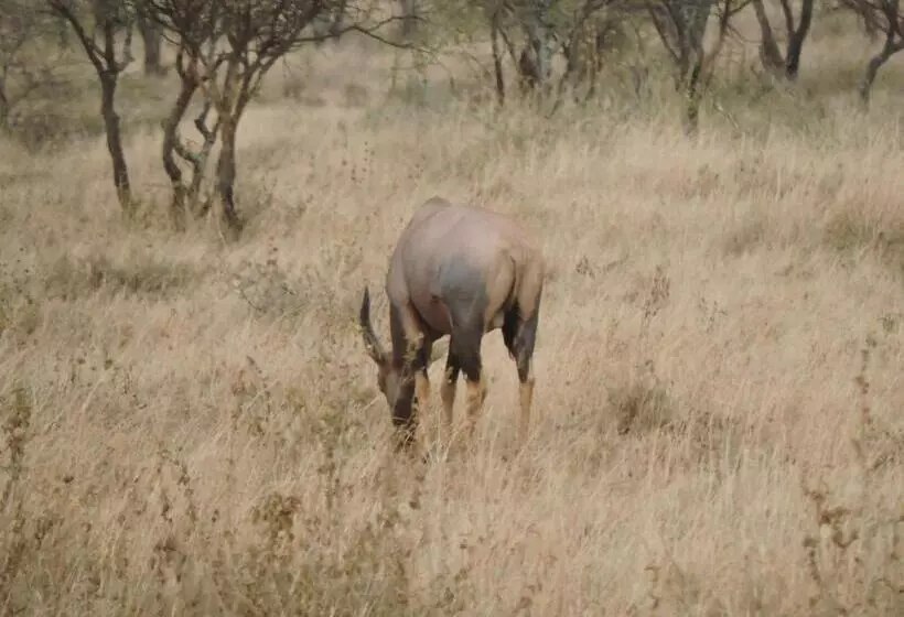 ホテル Upendo Safari Lodge