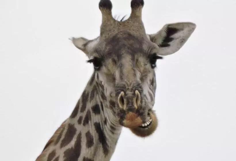 ホテル Upendo Safari Lodge