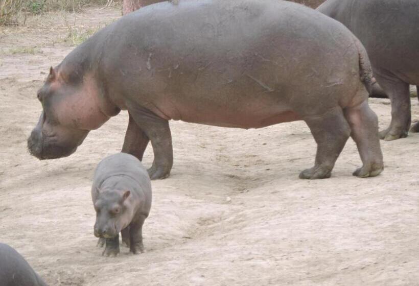 酒店 Upendo Safari Lodge