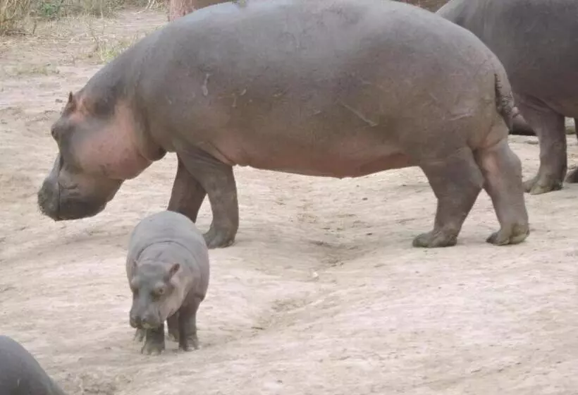 ホテル Upendo Safari Lodge