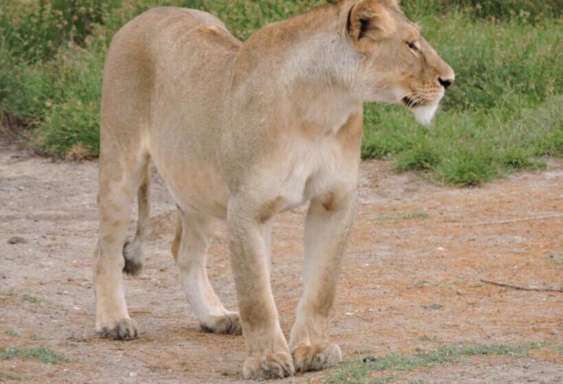 酒店 Upendo Safari Lodge