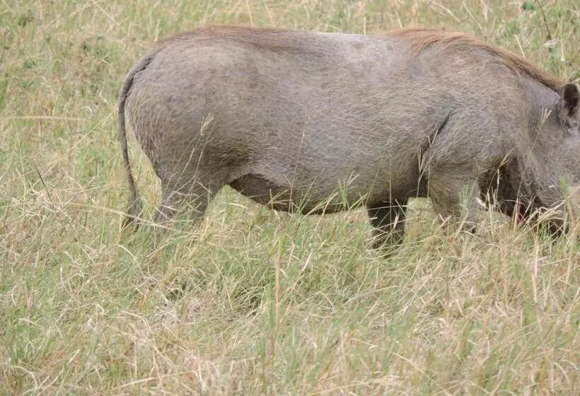 ホテル Upendo Safari Lodge
