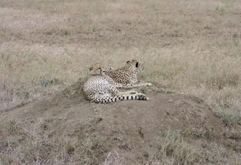 ホテル Upendo Safari Lodge