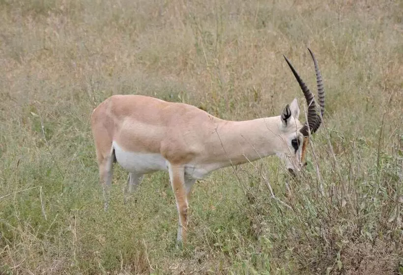 ホテル Upendo Safari Lodge