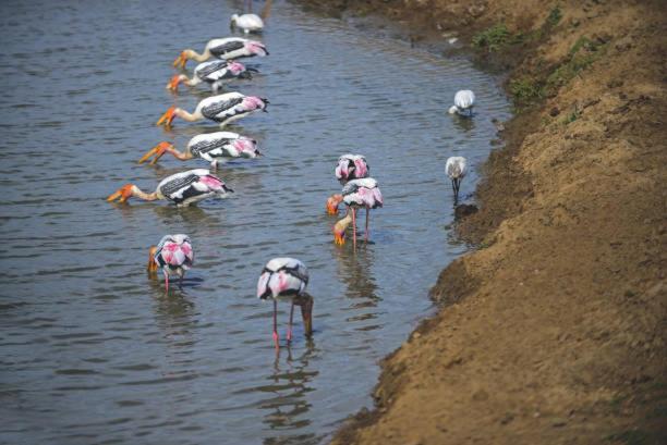 Bed and Breakfast Share Safari Paradise