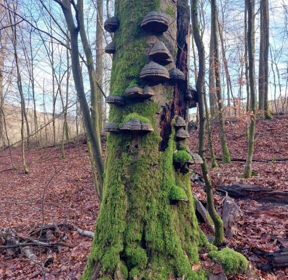 ベッドアンドブレックファースト La Cour De Grandmenil