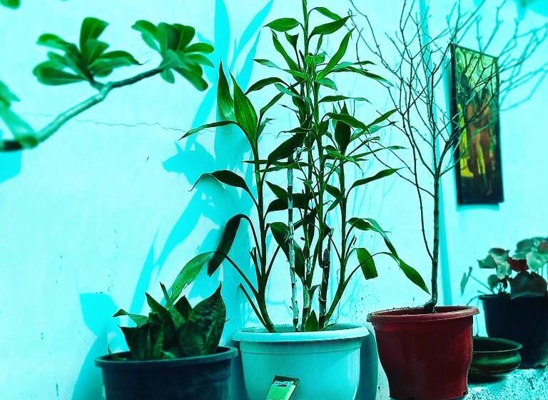 Hôtel Beach Vibe Hostel