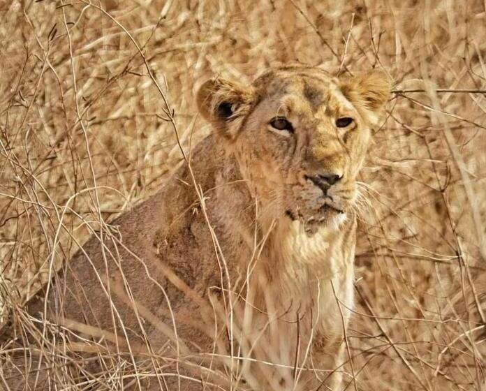 בית מלון כפרי Greenlife Farm Resort