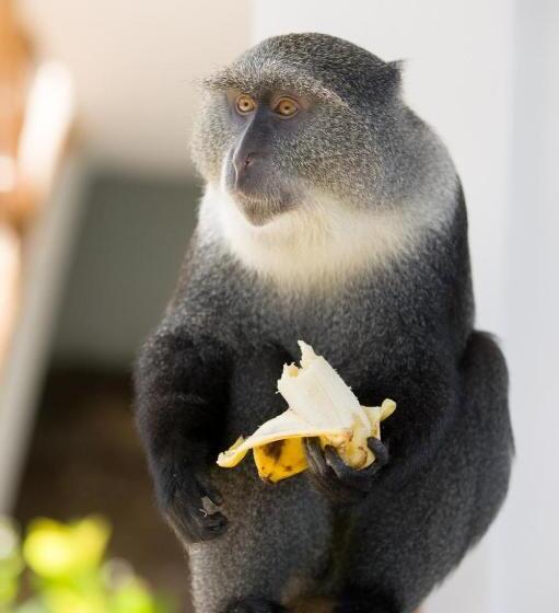 پانسیون Zanzi Dream Apartments