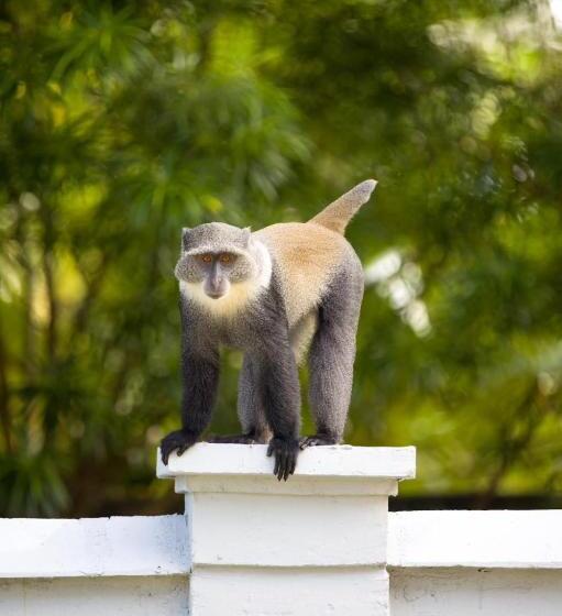 پانسیون Zanzi Dream Apartments