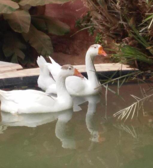 33 0asis Riad Resort